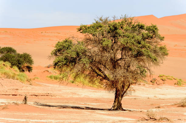 istock Namibia desert, Sossuvlei, Africa. 826434878