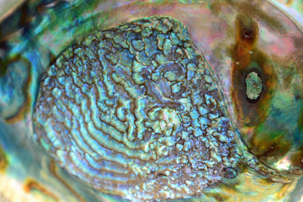 istock Macro and full frame picture of a blue abalone pearl shell. 826437172