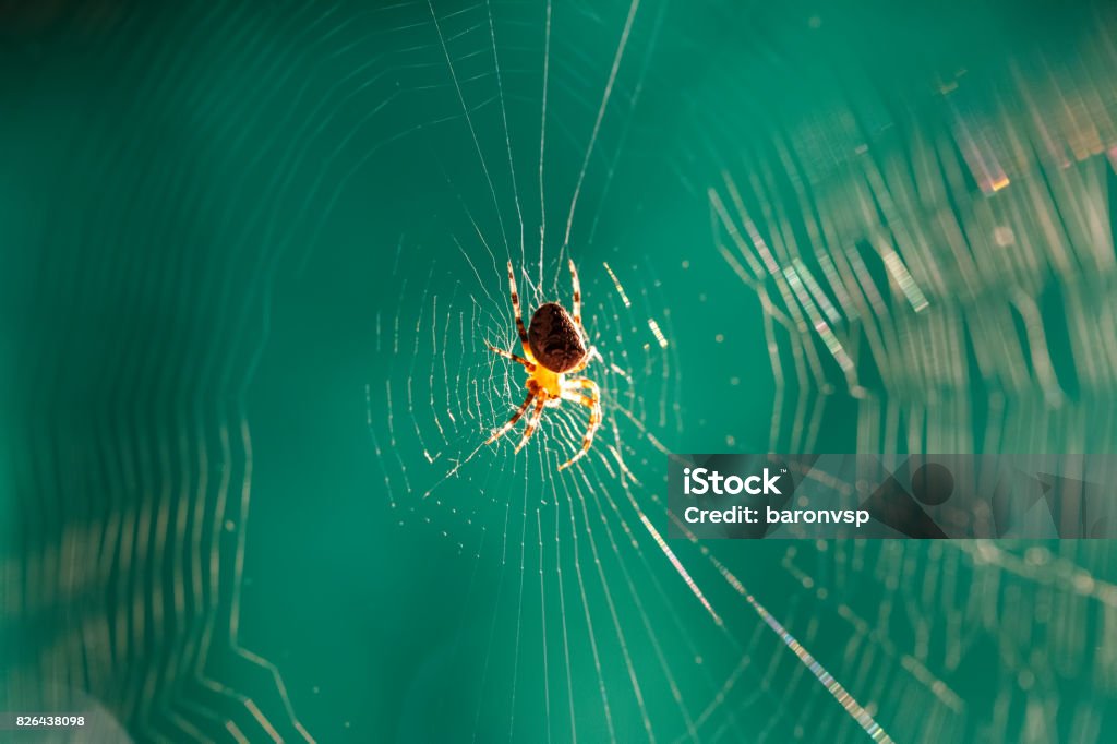 Araña galilea - Foto de stock de Animal libre de derechos