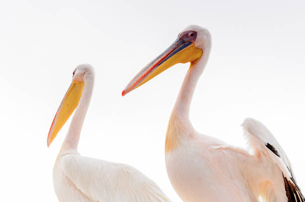 istock Couple of pelicans, Walvis Bay, Namibia 826438290