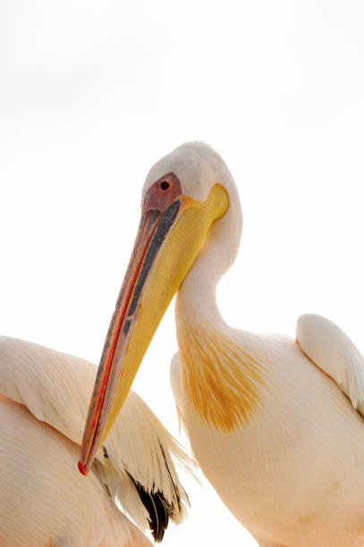 istock Portrait of a Pelican, Walvis Bay, Namibia 826438476