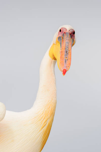 istock Cute Pelican, Walvis Bay, Namibia 826438618