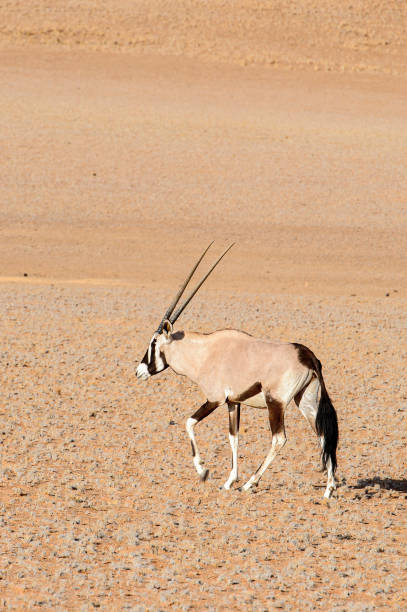 istock Antelope the Namibia desert, Sossuvlei, Africa. 826440964