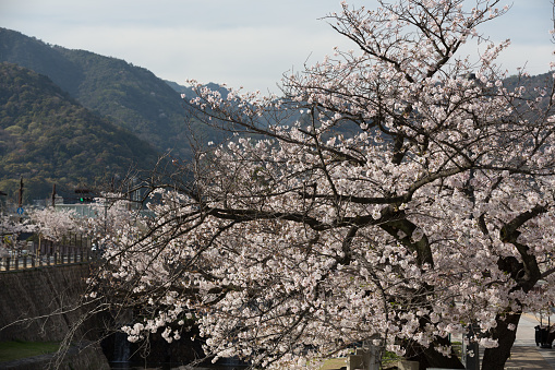 Ashiya, Japan - April 5, 2016: Cherry blossom at Ashiyakawa river in Ashiya, Hyogo Prefecture, Japan.
