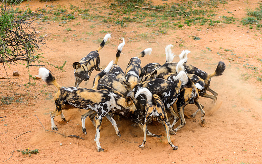 Wild Dogs foght for a piece of meat at the Lioness portrait  at the Naankuse Wildlife Sanctuary, Namibia, Africa