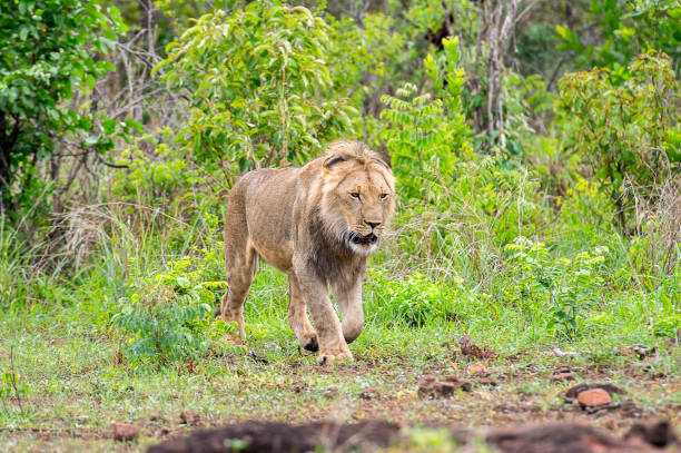 istock Lion walks in the jungle 826444212