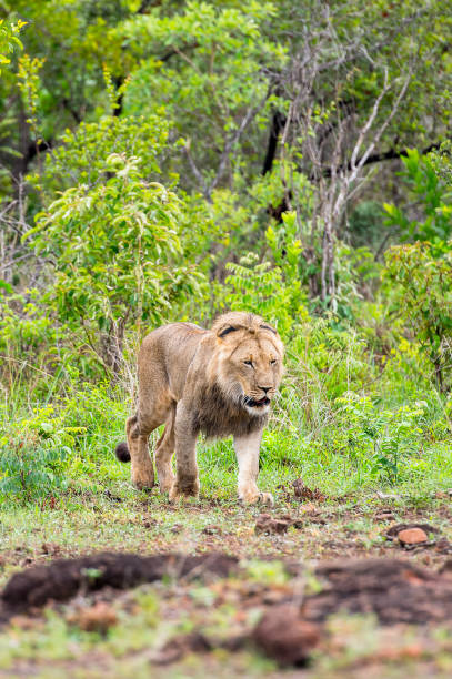 istock Lion walks in the jungle 826448462