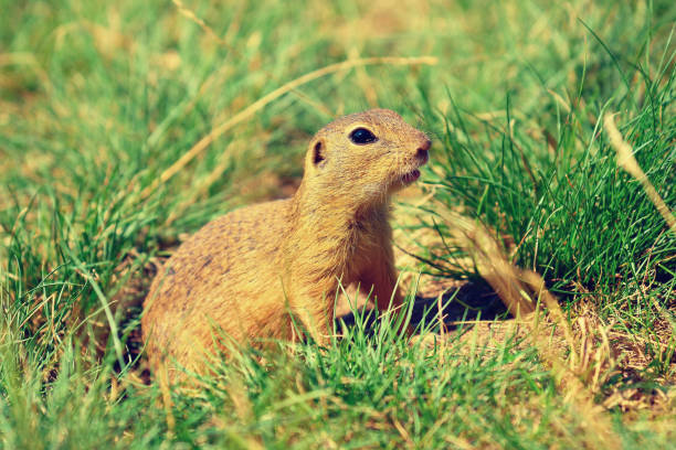 istock Alerted squirrel . Ground squirrel alert and watching around. Cute mammal 826448620