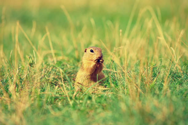 istock Ground squirrel hold some corns in front legs and feeding. Small animal sitting alone in  grass. 826449040