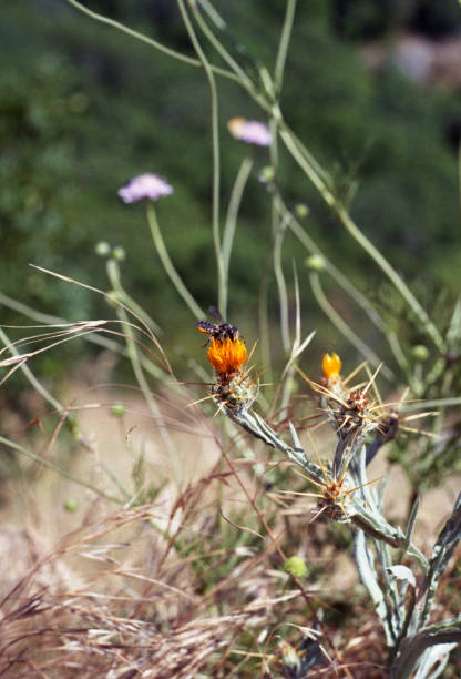 istock Mountain flowers. Shot on film 826449990