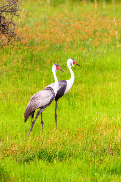 istock Heron at the Moremi Game Reserve (Okavango River Delta), National Park, Botswana 826455782