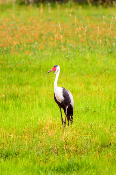 istock Heron at the Moremi Game Reserve (Okavango River Delta), National Park, Botswana 826455794