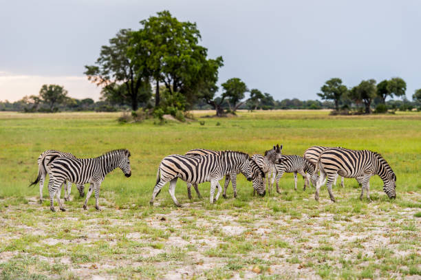 istock Zebras flock in the Moremi Game Reserve (Okavango River Delta), National Park, Botswana 826455880