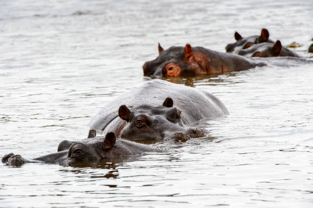 istock Hippopotamus, in the Moremi Game Reserve (Okavango River Delta), National Park, Botswana 826455906