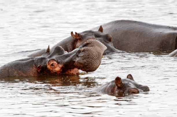 istock Hippopotamus, in the Moremi Game Reserve (Okavango River Delta), National Park, Botswana 826455916
