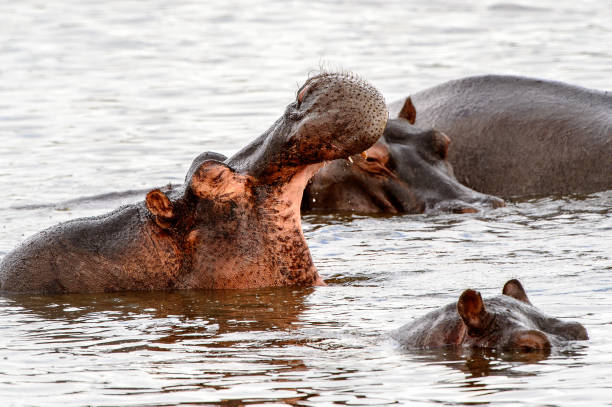istock Hippopotamus, in the Moremi Game Reserve (Okavango River Delta), National Park, Botswana 826455928