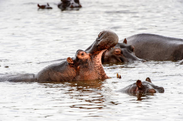 istock Hippopotamus, in the Moremi Game Reserve (Okavango River Delta), National Park, Botswana 826455930