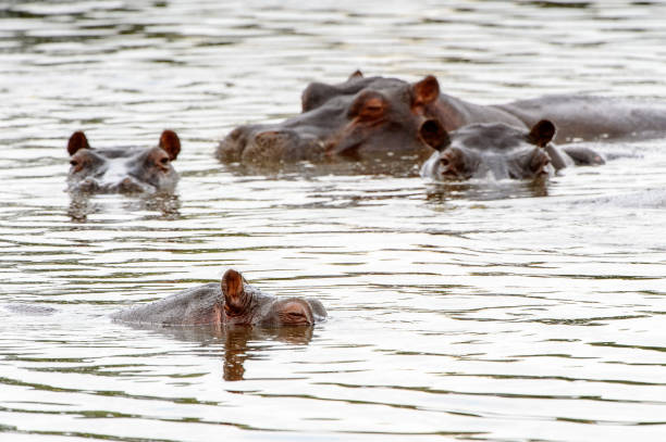 istock Hippopotamus, in the Moremi Game Reserve (Okavango River Delta), National Park, Botswana 826455944