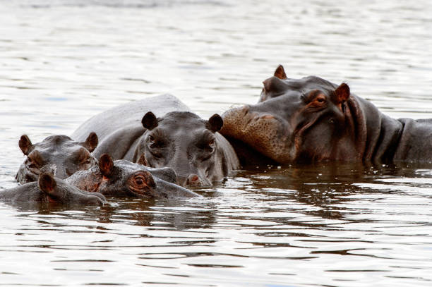 istock Hippopotamus, in the Moremi Game Reserve (Okavango River Delta), National Park, Botswana 826455980