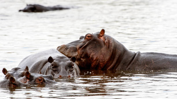 istock Hippopotamus, in the Moremi Game Reserve (Okavango River Delta), National Park, Botswana 826455986