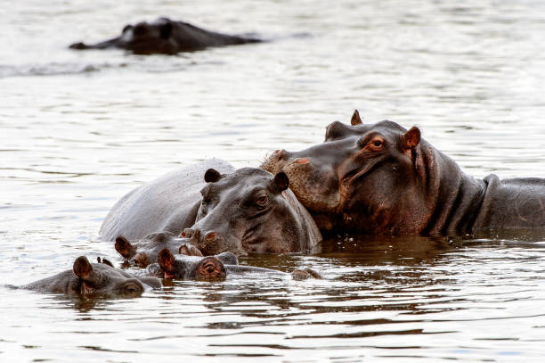 istock Hippopotamus, in the Moremi Game Reserve (Okavango River Delta), National Park, Botswana 826455996