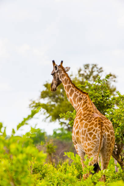 istock Giraffe in the Moremi Game Reserve (Okavango River Delta), National Park, Botswana 826456120