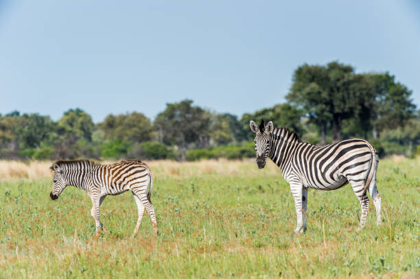 istock Zebras flock in the Moremi Game Reserve (Okavango River Delta), National Park, Botswana 826456356