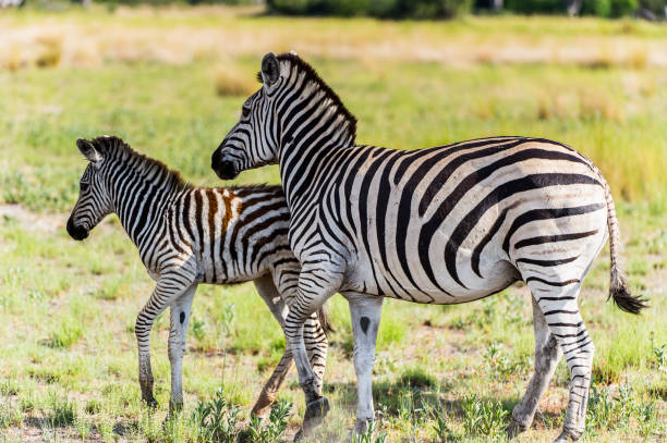 istock Zebra in the Moremi Game Reserve (Okavango River Delta), National Park, Botswana 826456362