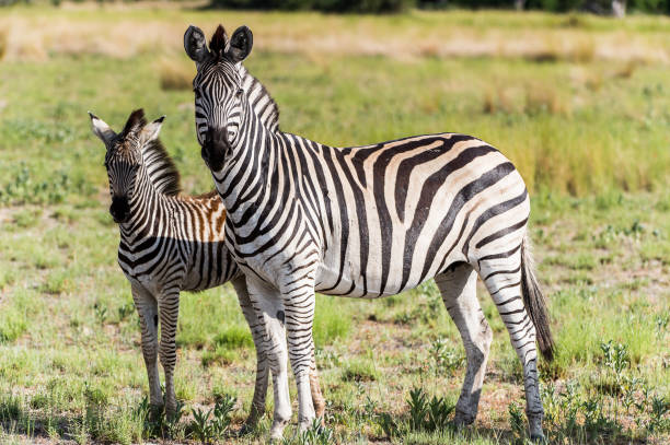 istock Zebras flock in the Moremi Game Reserve (Okavango River Delta), National Park, Botswana 826456374