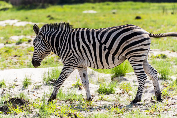 istock Zebra in the Moremi Game Reserve (Okavango River Delta), National Park, Botswana 826456454