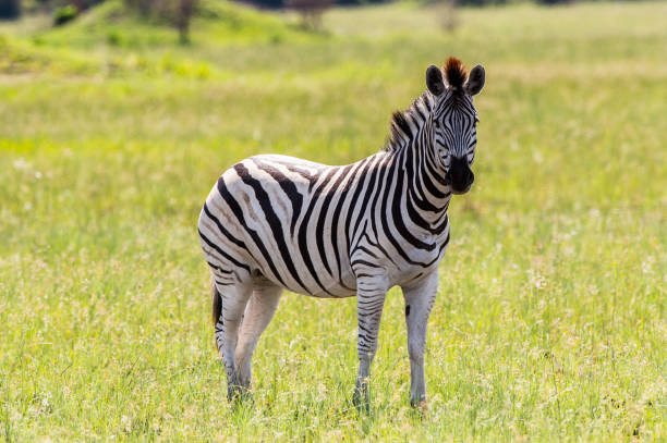 istock Zebra in the Moremi Game Reserve (Okavango River Delta), National Park, Botswana 826456466