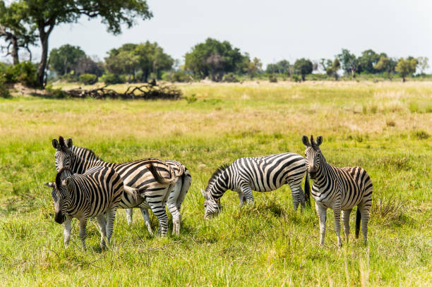istock Zebra in the Moremi Game Reserve (Okavango River Delta), National Park, Botswana 826456546