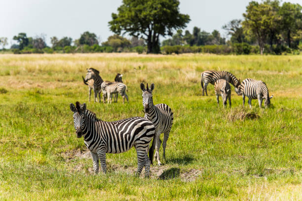 istock Zebra in the Moremi Game Reserve (Okavango River Delta), National Park, Botswana 826456568