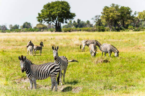 istock Zebra in the Moremi Game Reserve (Okavango River Delta), National Park, Botswana 826456576