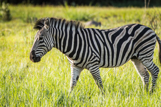 istock Zebra in the Moremi Game Reserve (Okavango River Delta), National Park, Botswana 826456802