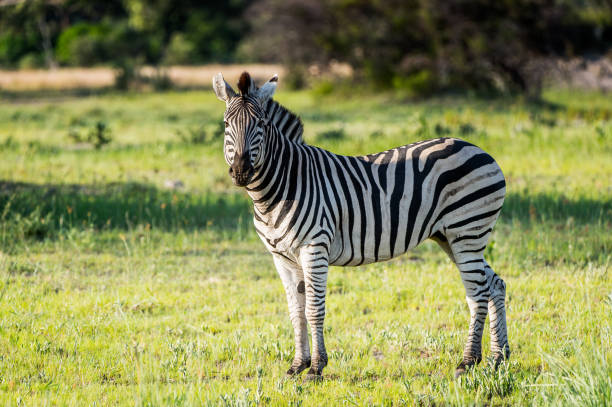 istock Zebra in the Moremi Game Reserve (Okavango River Delta), National Park, Botswana 826456840