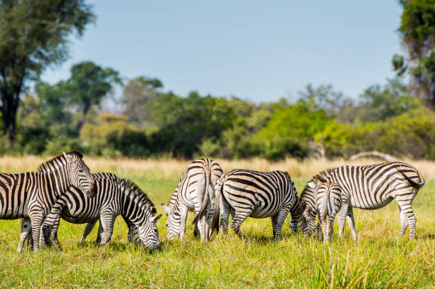 istock Zebras flock in the Moremi Game Reserve (Okavango River Delta), National Park, Botswana 826456922