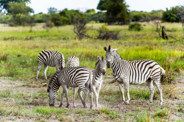 istock Zebras flock in the Moremi Game Reserve (Okavango River Delta), National Park, Botswana 826459688