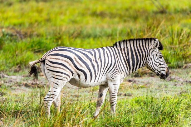 istock Zebras flock in the Moremi Game Reserve (Okavango River Delta), National Park, Botswana 826459694