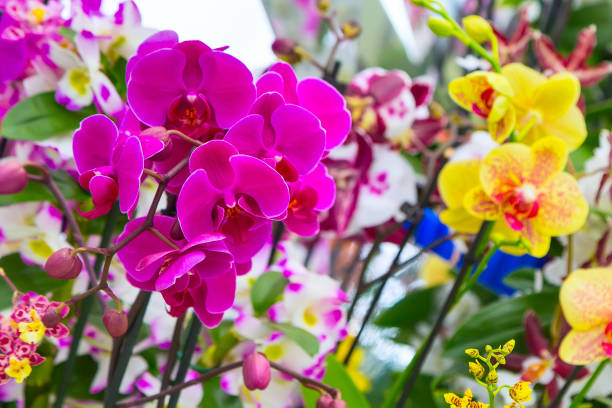 istock Variety of many different orchid flowers 826459752