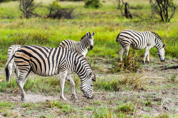 istock Zebra clpse view in the Moremi Game Reserve (Okavango River Delta), National Park, Botswana 826459790