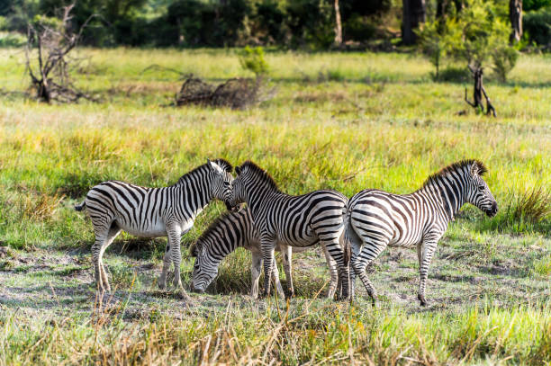 istock Zebras flock in the Moremi Game Reserve (Okavango River Delta), National Park, Botswana 826459904