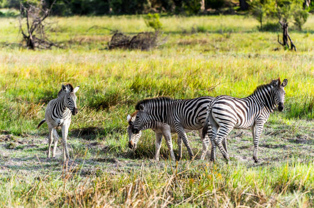istock Zebras flock in the Moremi Game Reserve (Okavango River Delta), National Park, Botswana 826459916