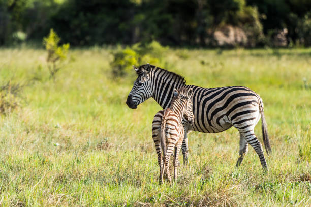 istock Zebras flock in the Moremi Game Reserve (Okavango River Delta), National Park, Botswana 826459926