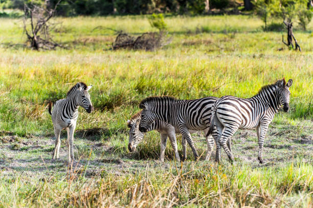 istock Zebras flock in the Moremi Game Reserve (Okavango River Delta), National Park, Botswana 826459938
