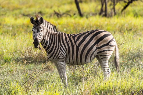 istock Zebras flock in the Moremi Game Reserve (Okavango River Delta), National Park, Botswana 826459946
