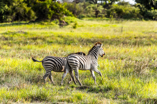 istock Zebras flock in the Moremi Game Reserve (Okavango River Delta), National Park, Botswana 826459948