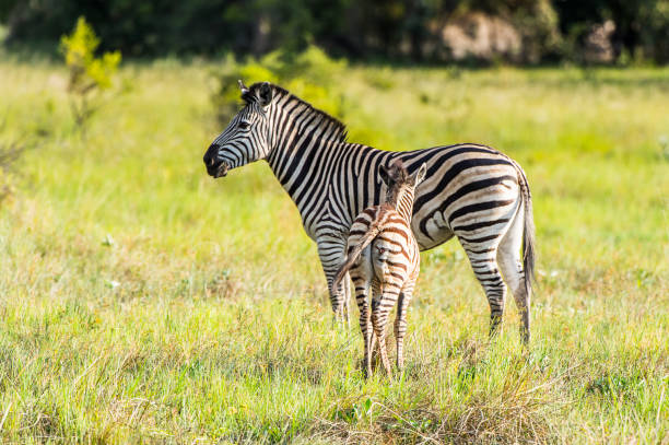istock Zebras flock in the Moremi Game Reserve (Okavango River Delta), National Park, Botswana 826459952