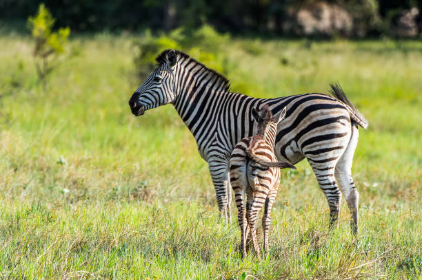 istock Zebras flock in the Moremi Game Reserve (Okavango River Delta), National Park, Botswana 826459960