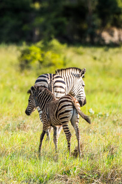 istock Zebras flock in the Moremi Game Reserve (Okavango River Delta), National Park, Botswana 826459962